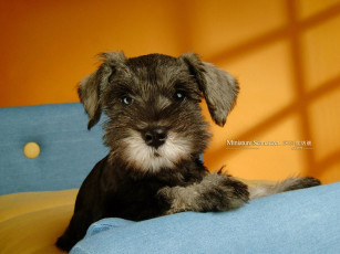 Картинка животные собаки