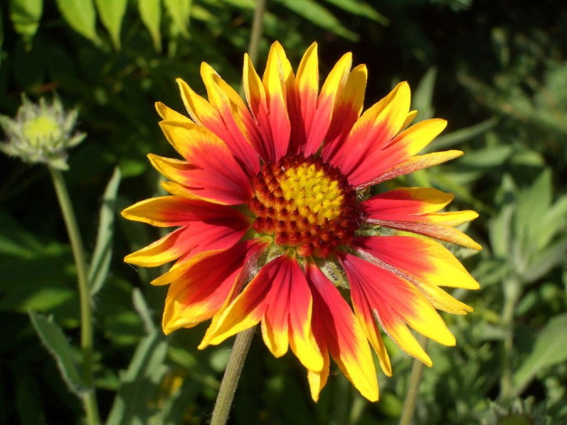 Обои картинки фото цветы, гайлардии, гелениумы