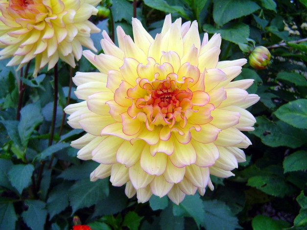 Обои картинки фото цветы, георгины