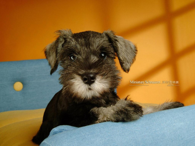 Обои картинки фото животные, собаки