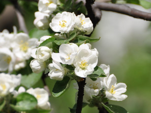 Картинка цветы цветущие деревья кустарники