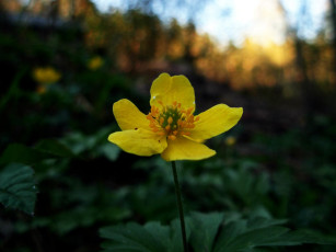 Картинка цветы калужницы лютики