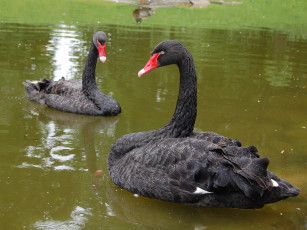 Картинка лебеди цесисском парке латвия животные