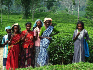 Картинка сборщицы чая разное люди