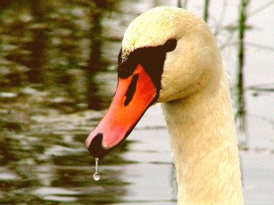 Картинка животные лебеди