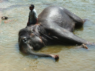 Картинка животные слоны