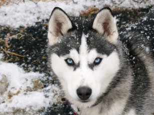 Картинка животные собаки