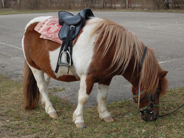 Обои картинки фото животные, лошади