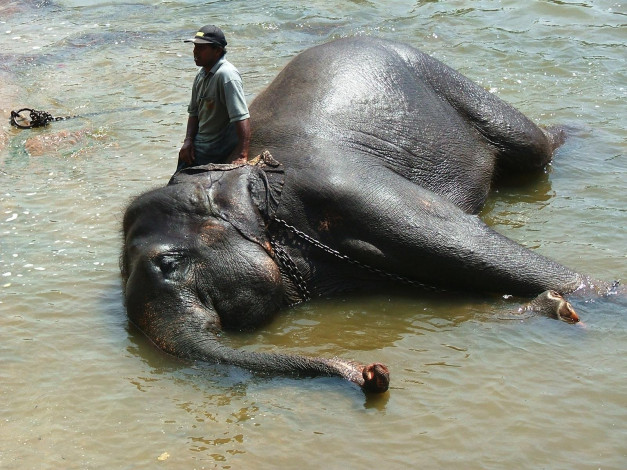 Обои картинки фото животные, слоны