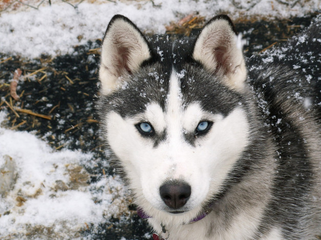 Обои картинки фото животные, собаки