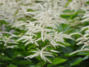 обоя цветы, астильбы