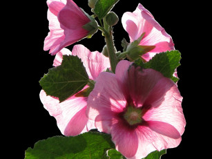 Картинка цветы мальвы