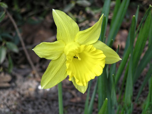 Картинка цветы нарциссы