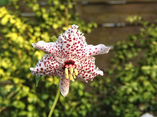 Картинка цветы орхидеи