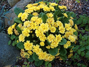 Картинка цветы примулы примула