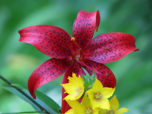 Картинка цветы разные вместе