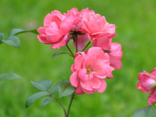 Картинка цветы розы