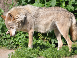 обоя животные, волки