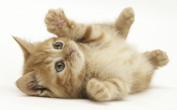 Картинка животные коты