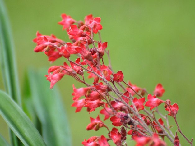 Обои картинки фото цветы