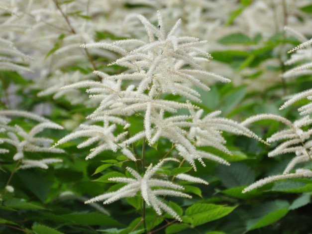 Обои картинки фото цветы, астильбы