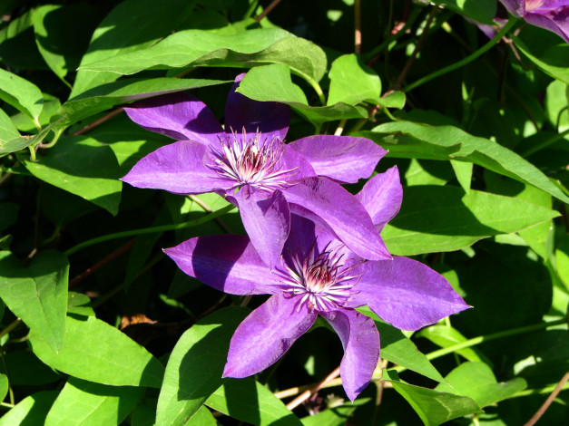 Обои картинки фото цветы, клематис, ломонос