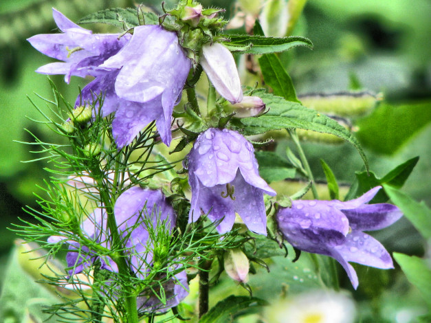 Обои картинки фото цветы, колокольчики