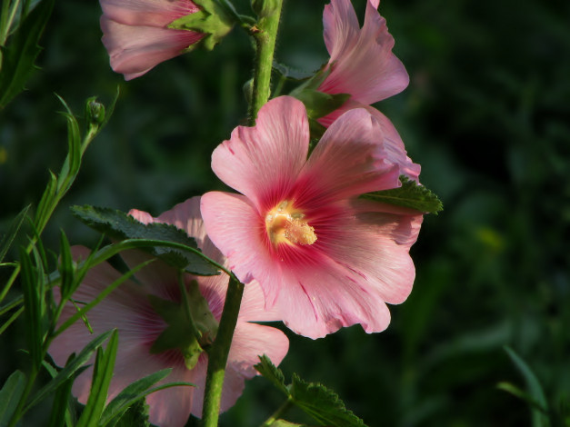 Обои картинки фото цветы, мальвы