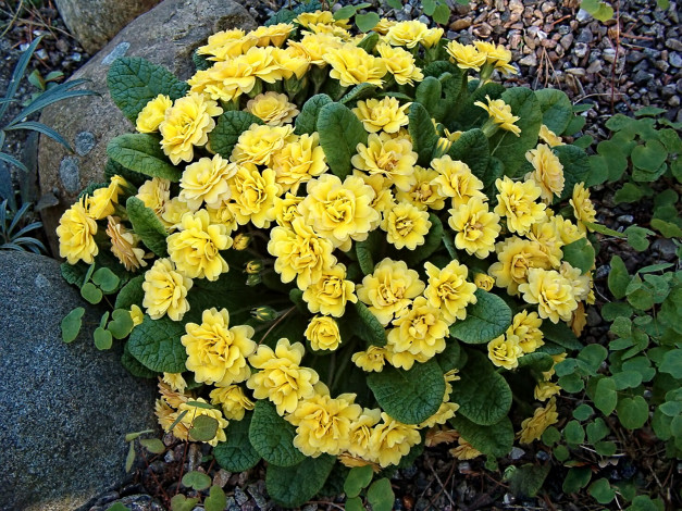 Обои картинки фото цветы, примулы, примула