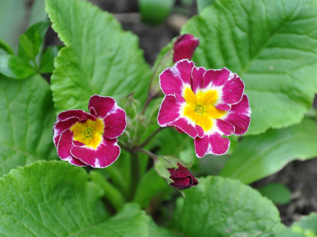 Обои картинки фото цветы, примулы, примула