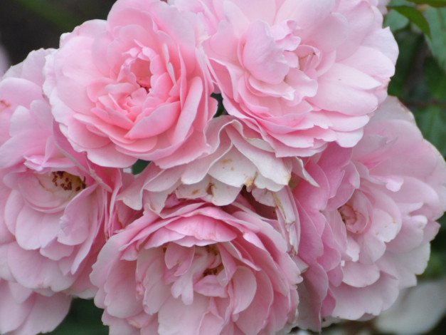 Обои картинки фото цветы, розы