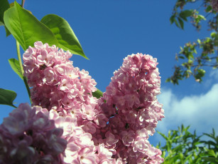 Картинка цветы сирень розовый нежность