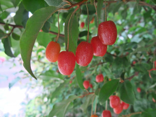 обоя природа, Ягоды