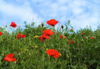 Картинка цветы маки красный зеленый луг