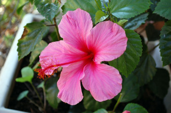 Картинка цветы гибискусы розовый яркий