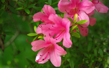 Картинка цветы рододендроны азалии