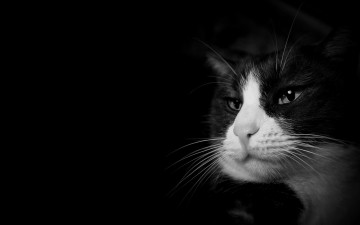 Картинка животные коты