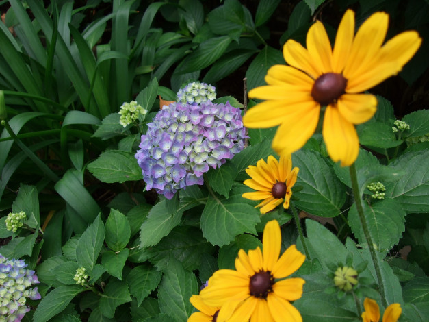 Обои картинки фото цветы, разные, вместе