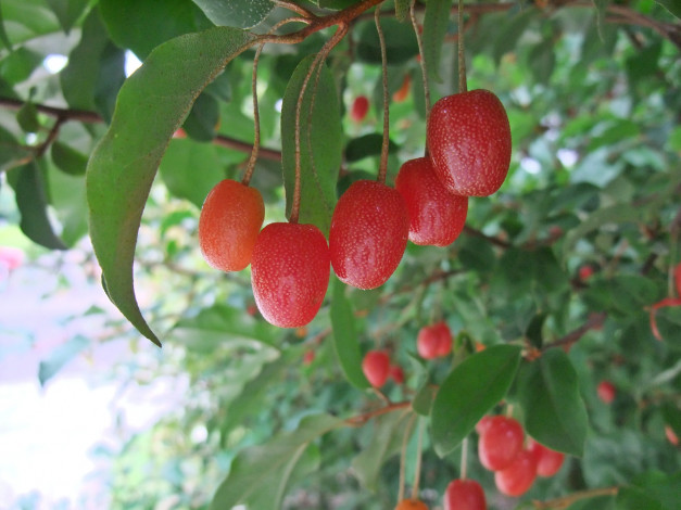 Обои картинки фото природа, Ягоды