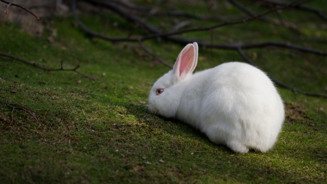 Обои картинки фото животные, кролики, зайцы