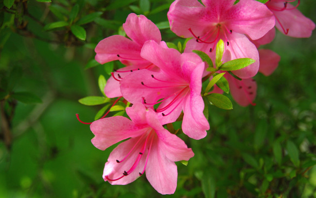 Обои картинки фото цветы, рододендроны, азалии