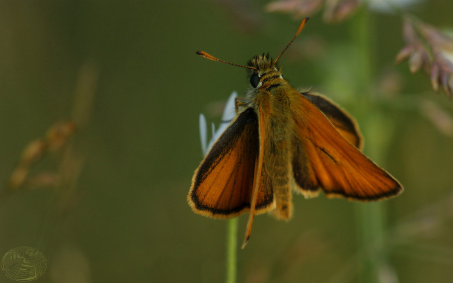 Обои картинки фото животные, бабочки