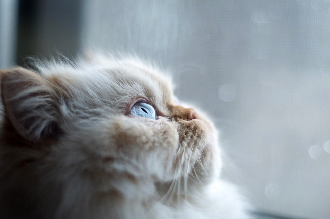 Обои картинки фото животные, коты, пепельный, взгляд, пушистый