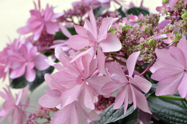 Обои картинки фото цветы