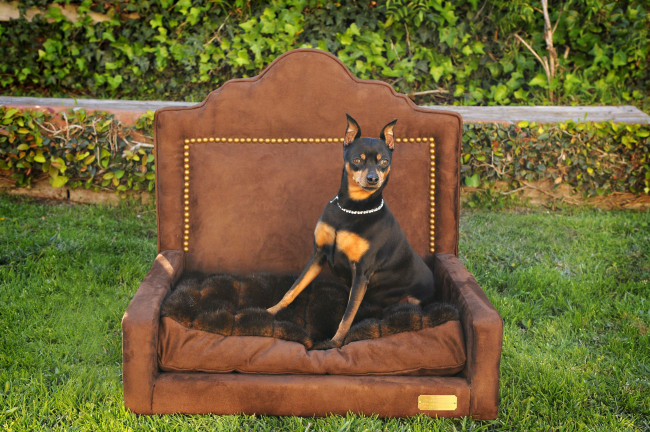 Обои картинки фото животные, собаки, цвергпинчер