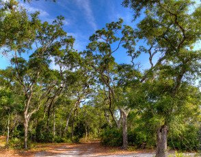 Картинка сша флорида природа лес лето дорожка листва кроны