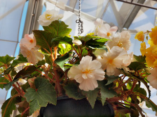 Картинка цветы бегония