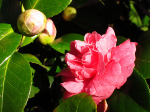 Картинка цветы камелии камелия