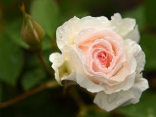 Картинка цветы розы бутон макро капли