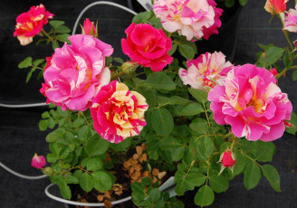 Картинка цветы розы